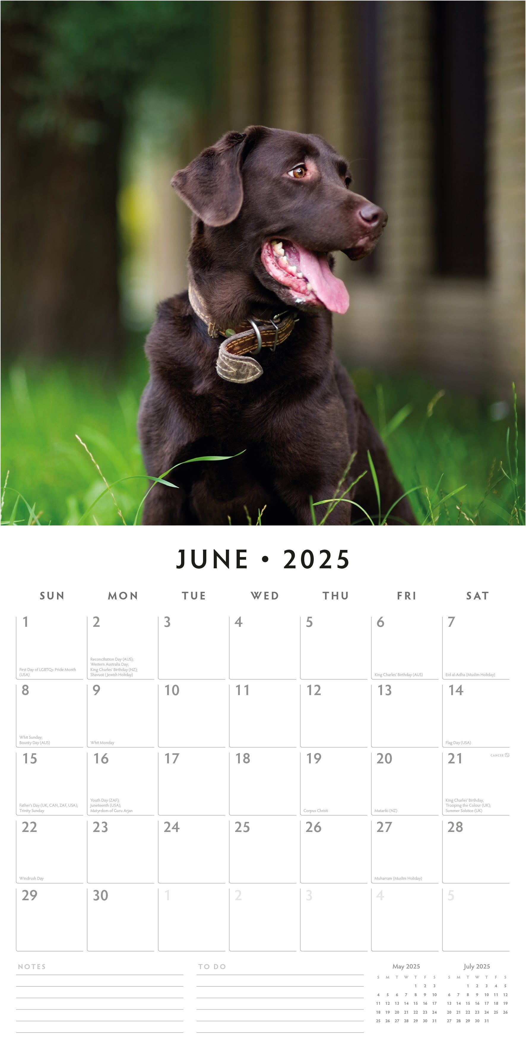 2025 Chocolate Labradors - Square Wall Calendar