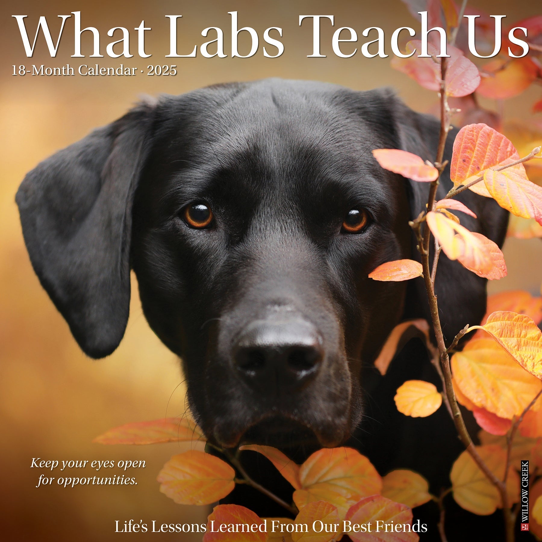 2025 What Labs Teach Us - Square Wall Calendar