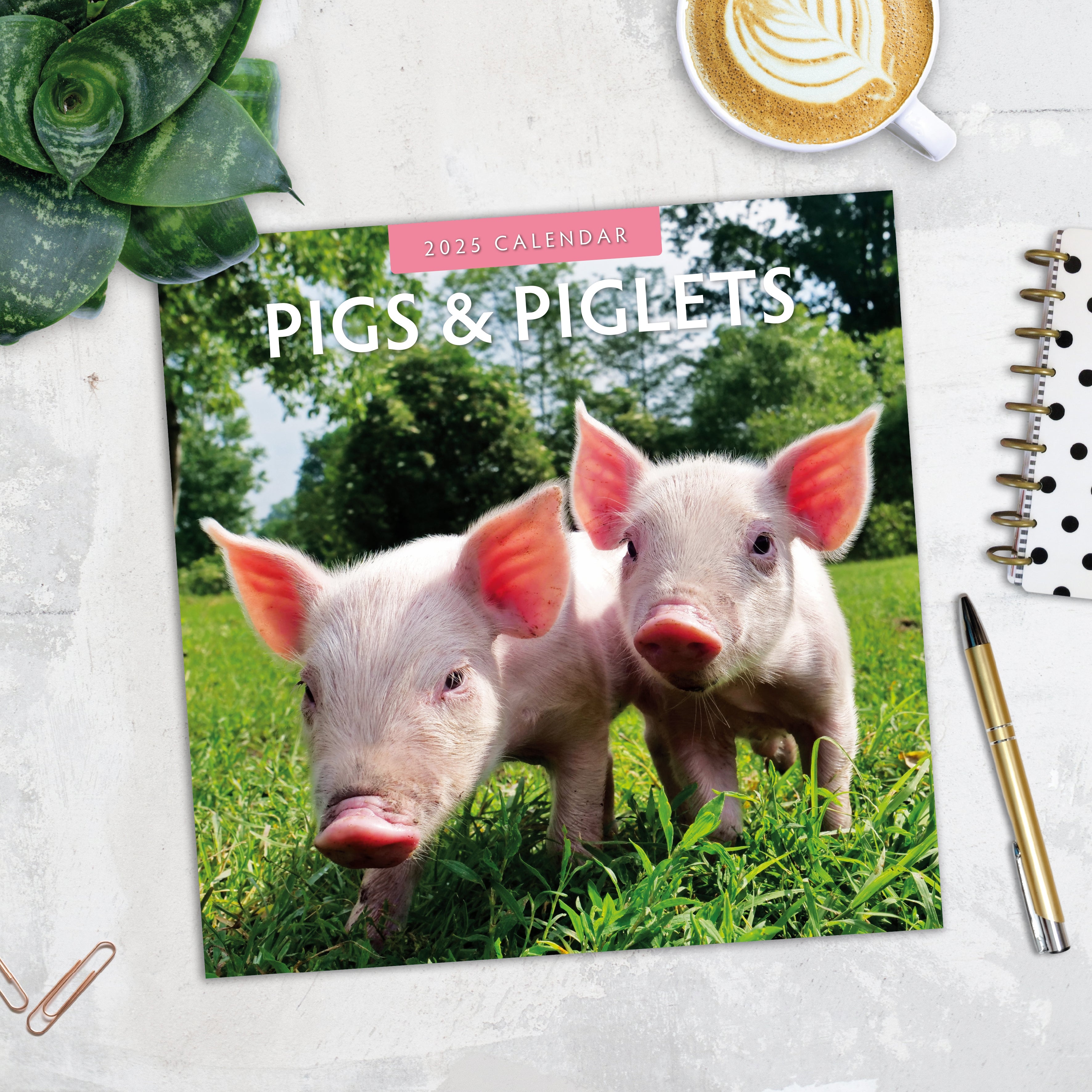 2025 Pigs & Piglets - Square Wall Calendar