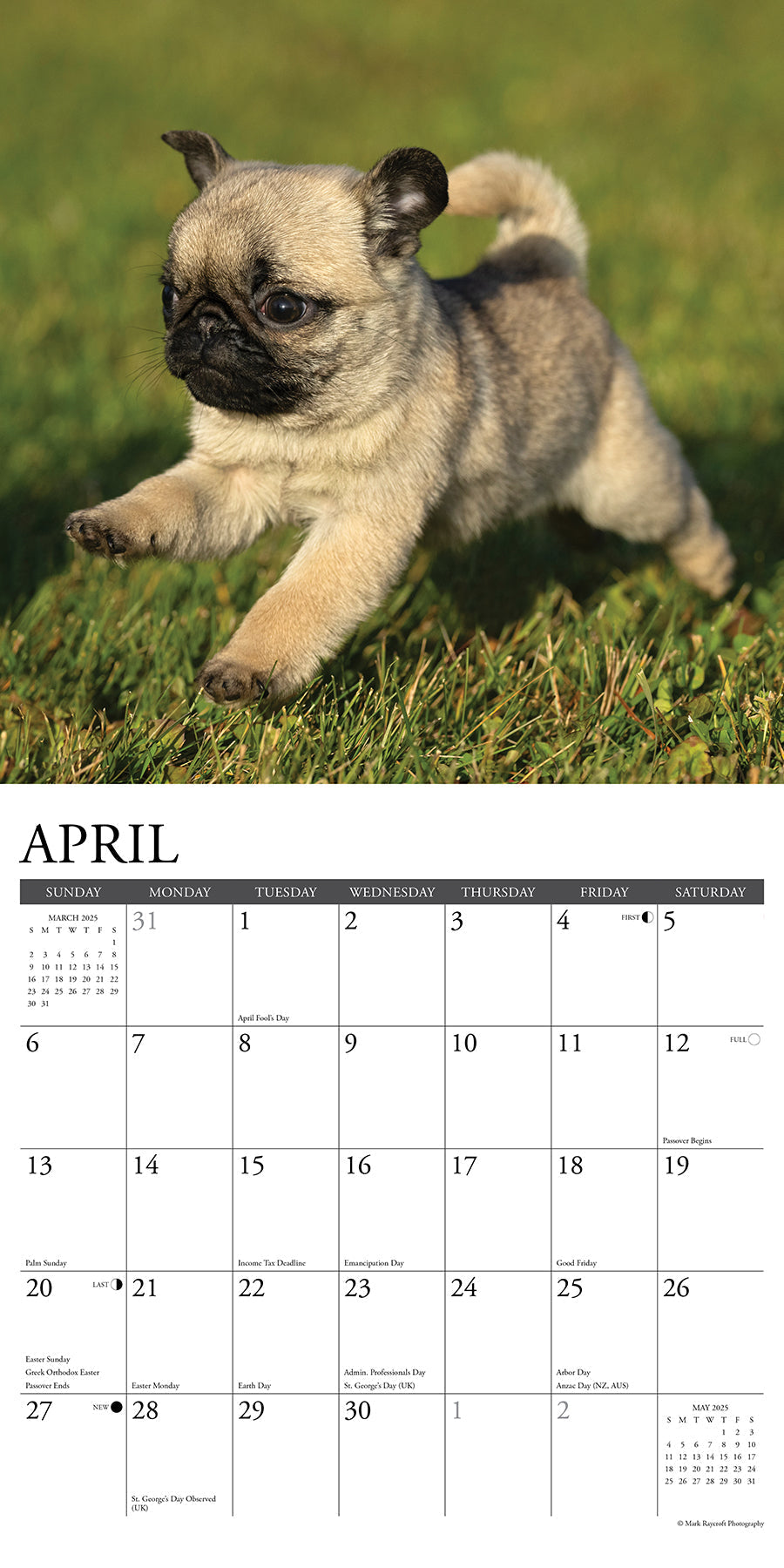 2025 Pug Puppies - Square Wall Calendar