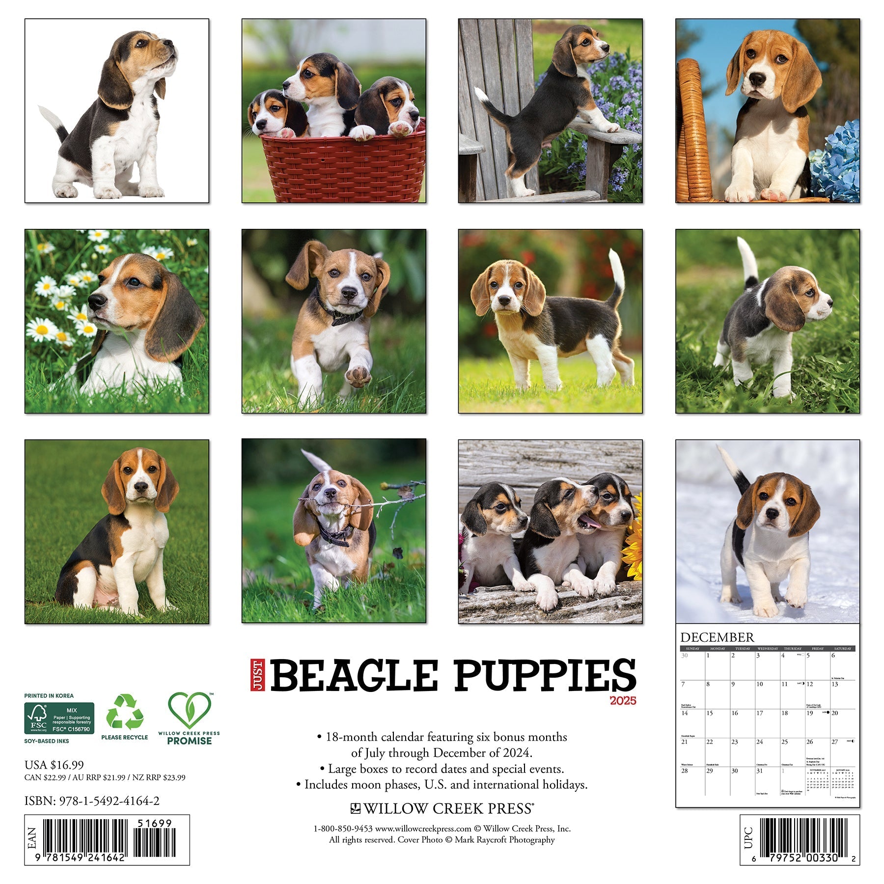 2025 Beagle Puppies - Square Wall Calendar