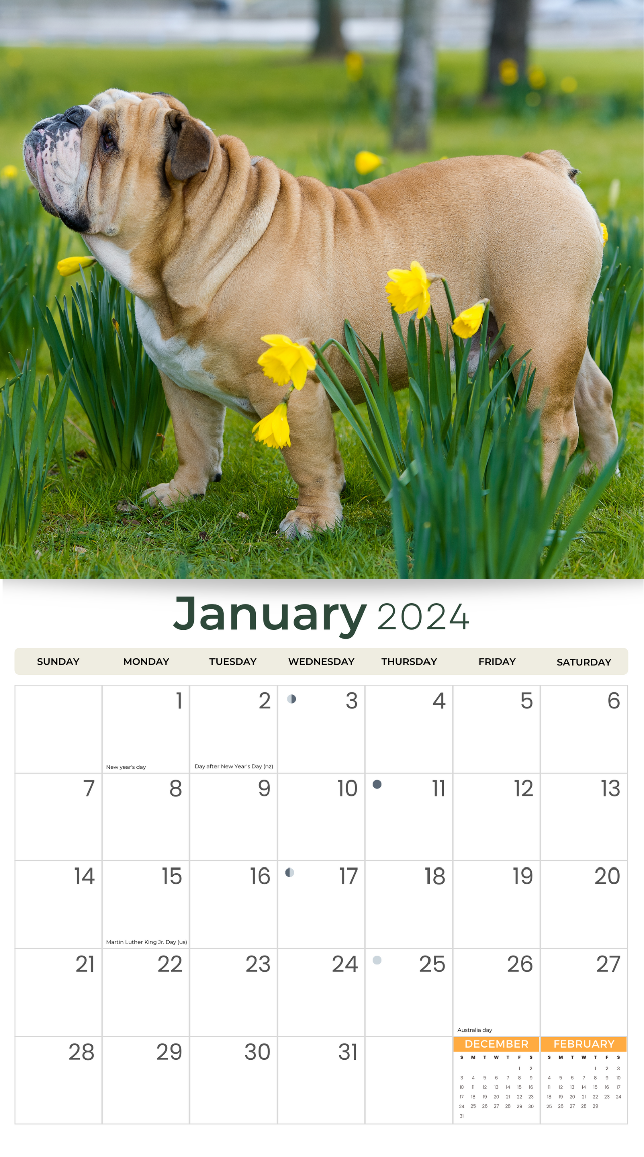 2024 English Bulldogs Dogs & Puppies - Deluxe Wall Calendar by Just Calendars - 16 Month - Plastic Free