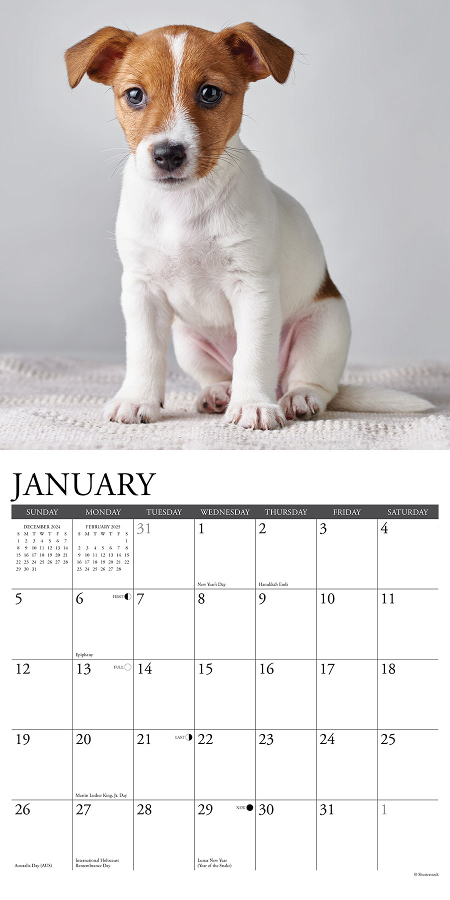 2025 Jack Russell Puppies - Square Wall Calendar