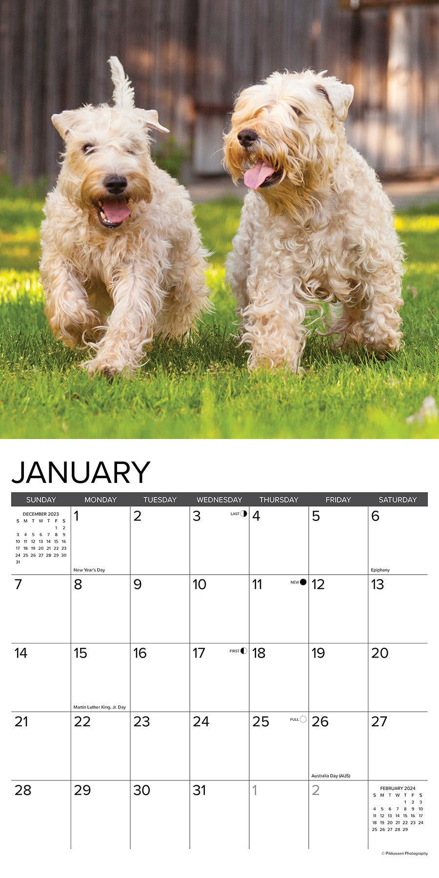 2024 Just Wheaton Terriers - Square Wall Calendar