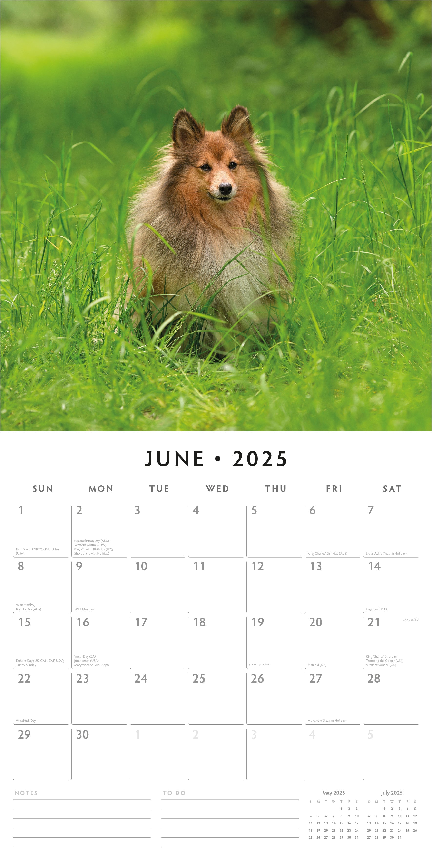 2025 Shetland Sheepdogs - Square Wall Calendar