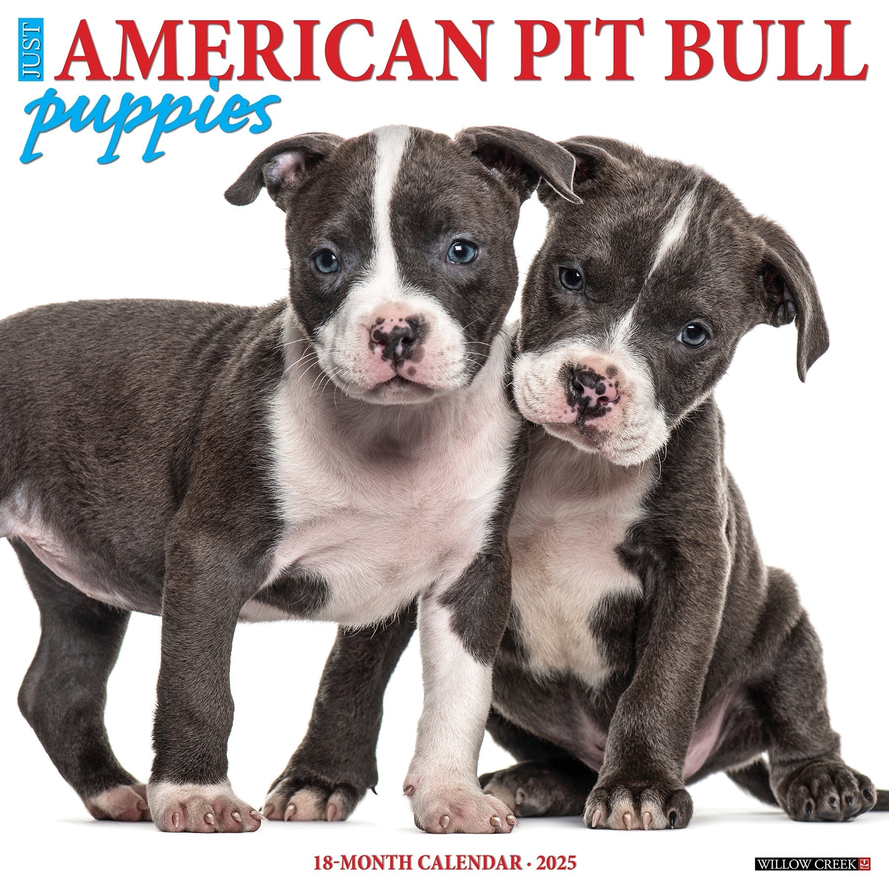 2025 American Pit Bull Terrier Puppies - Square Wall Calendar