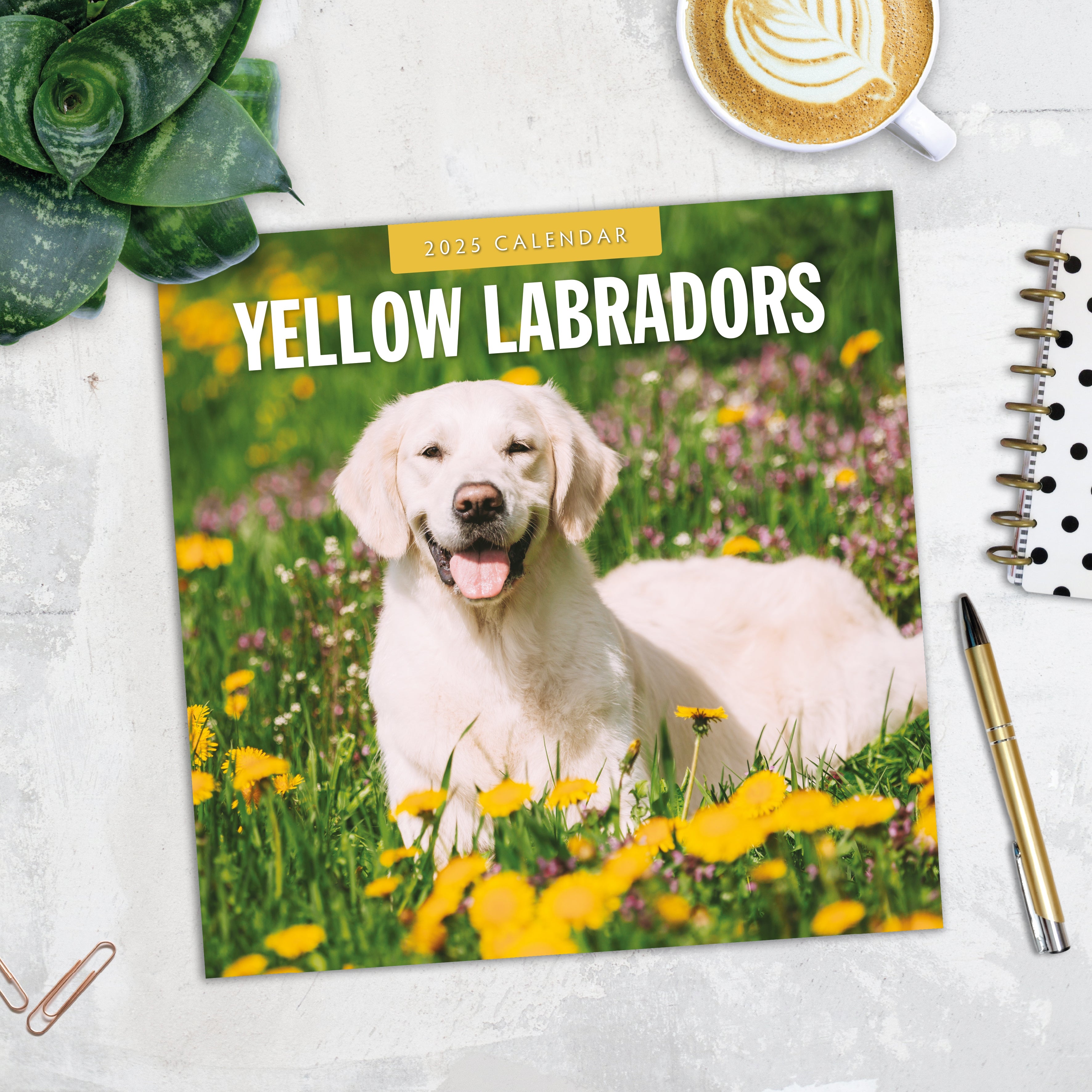 2025 Yellow Labrador - Square Wall Calendar