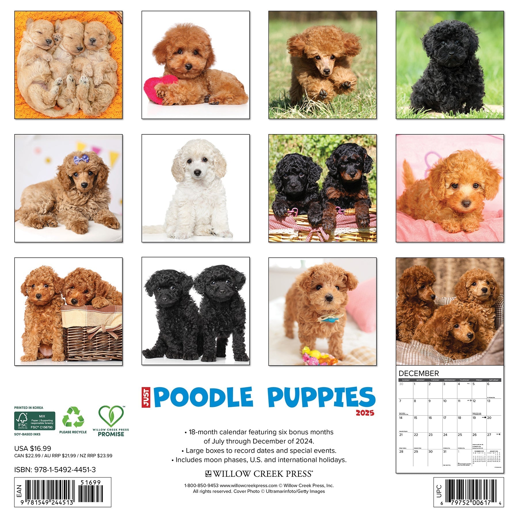 2025 Poodle Puppies - Square Wall Calendar