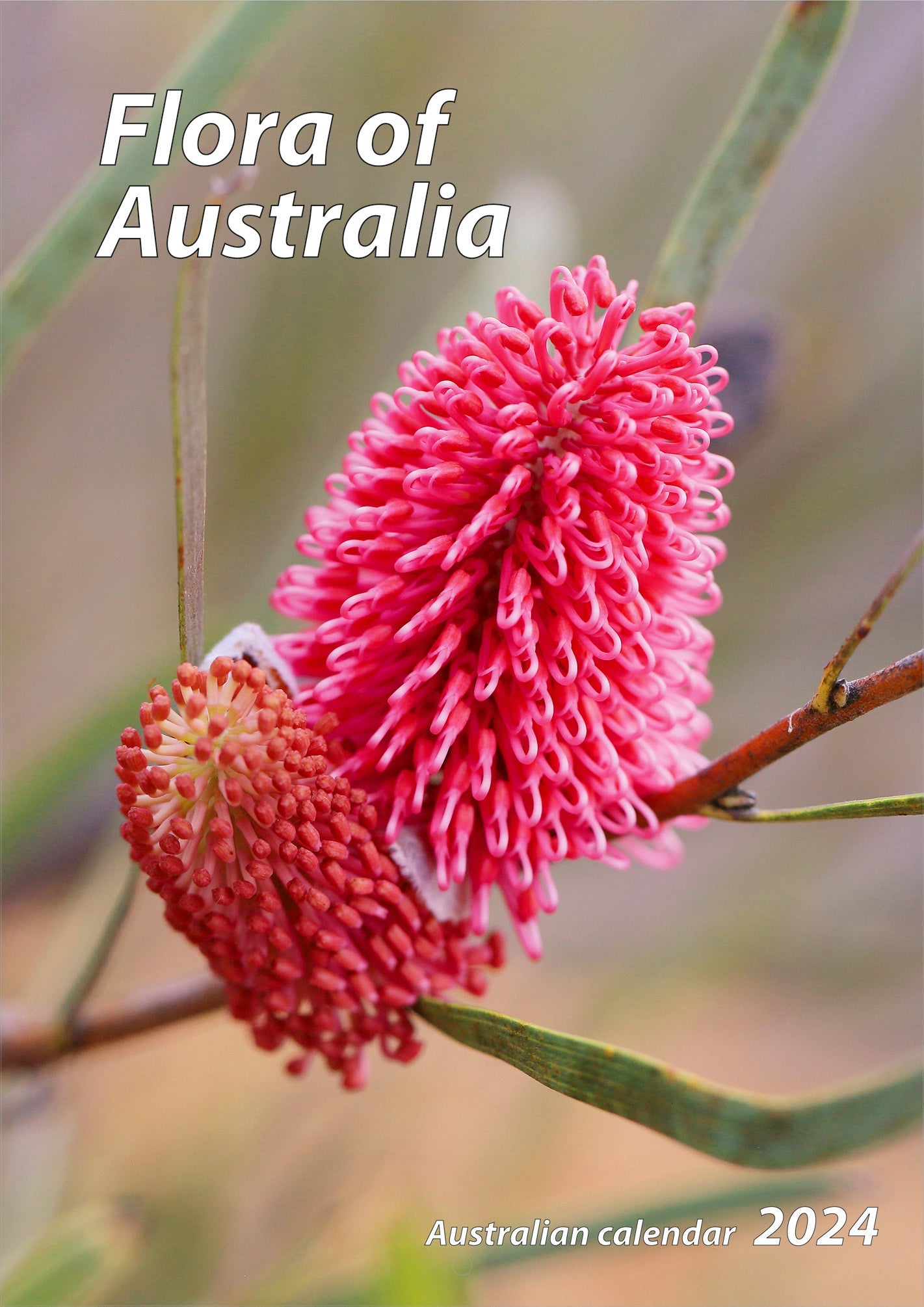 2024 Flora Of Australia Slim Wall Calendar Australian Calendars By   83cbd96ee14e4910080572e56c4cffa4 