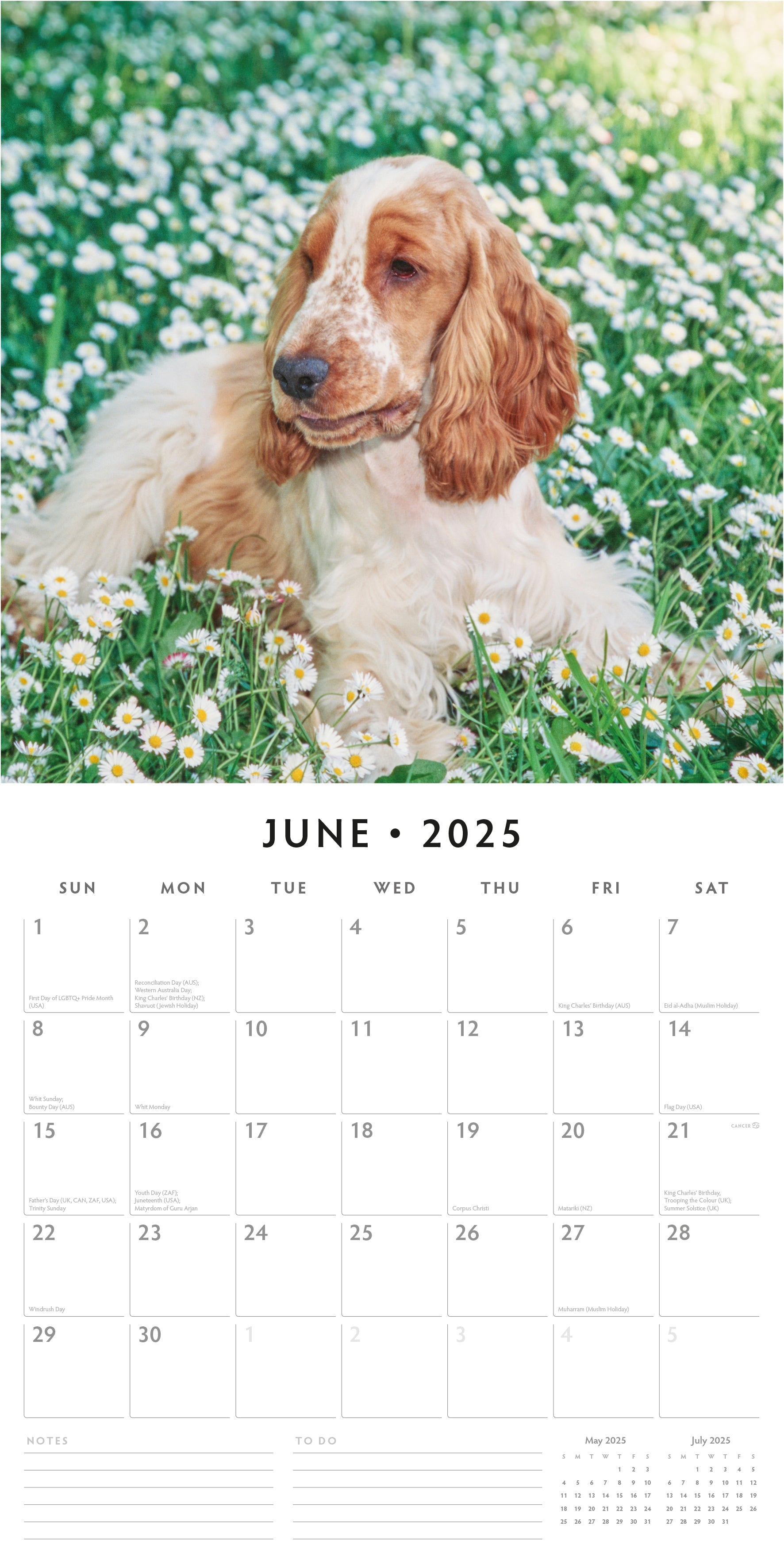 2025 English Cocker Spaniels - Square Wall Calendar