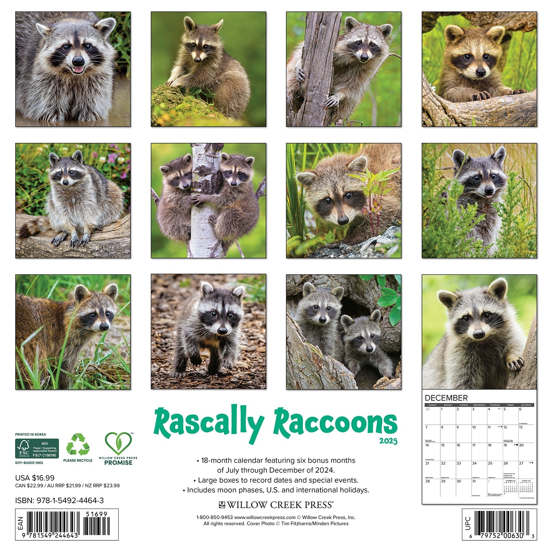 2025 Rascally Raccoons - Square Wall Calendar