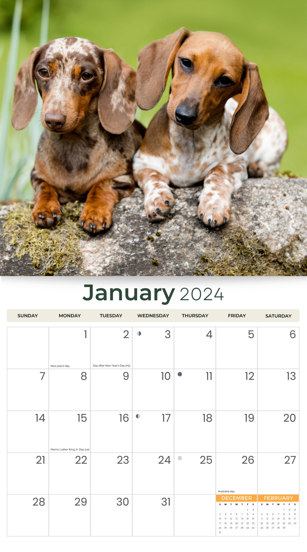 2024 Dachshunds Deluxe Wall Calendar Dogs & Puppies Calendars By