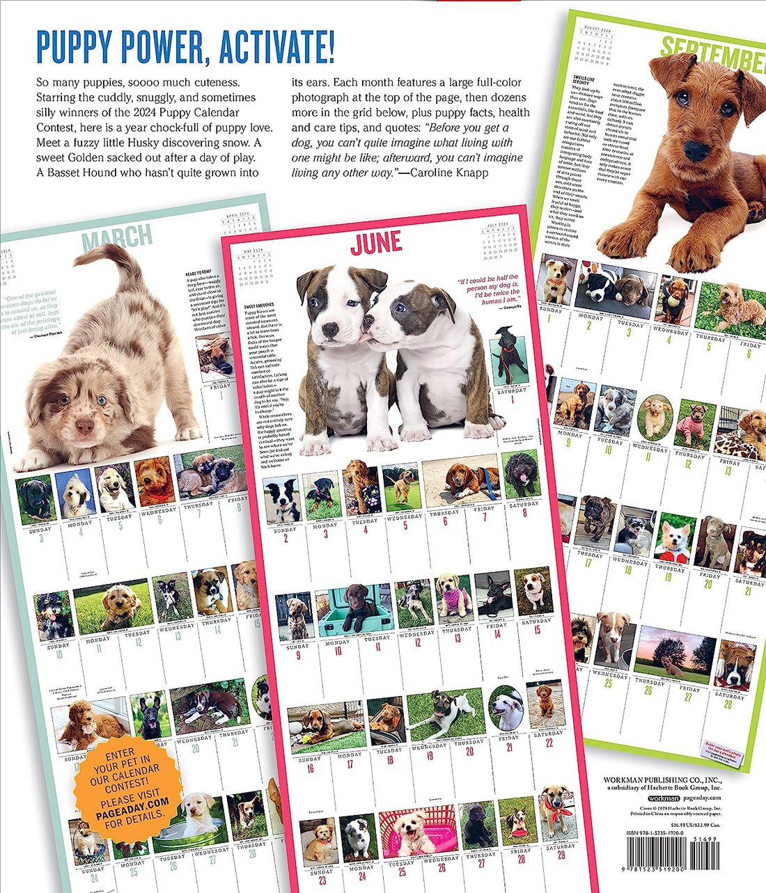 2024-365-puppies-a-year-deluxe-wall-calendar