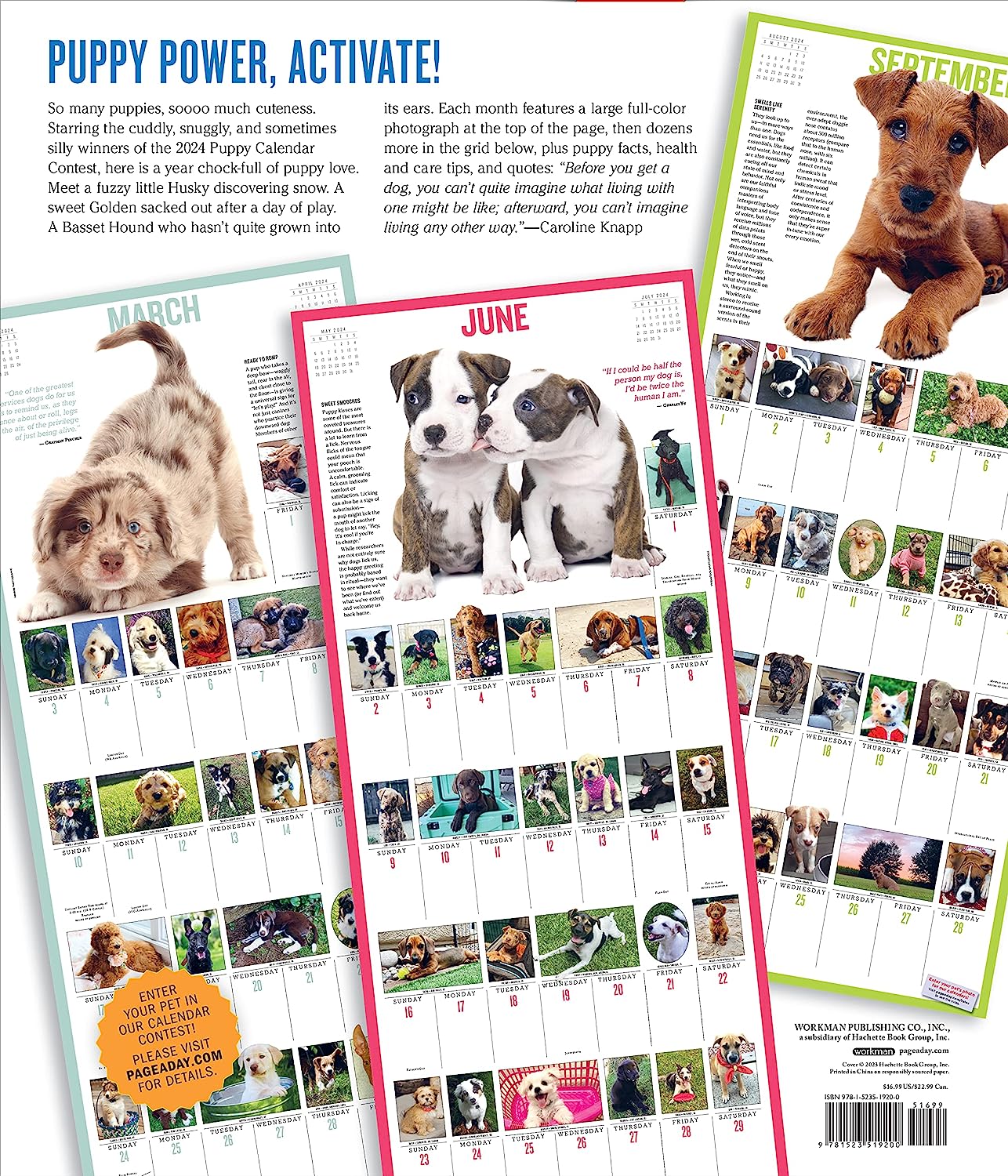 2024 365 Puppies-A-Year - Deluxe Wall Calendar  SOLD OUT