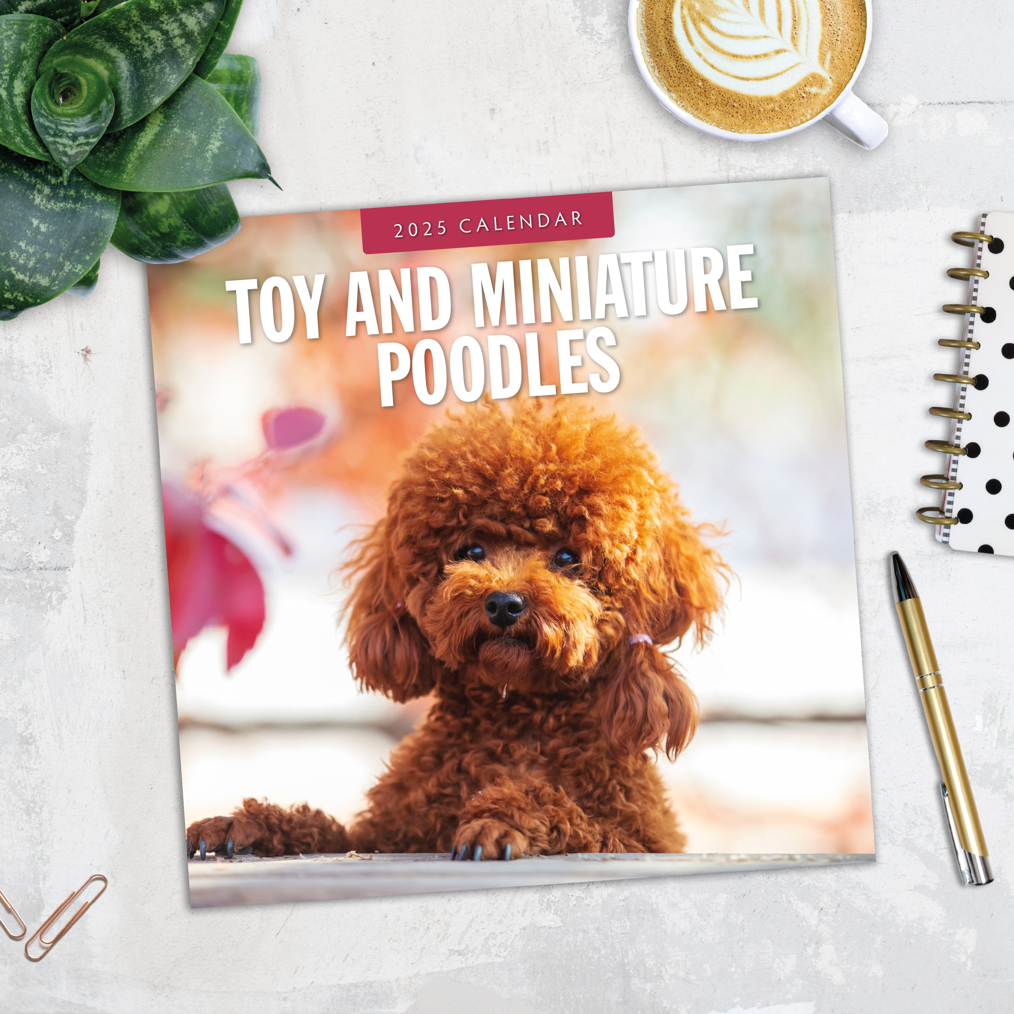 2025 Toy and Miniature Poodles - Square Wall Calendar