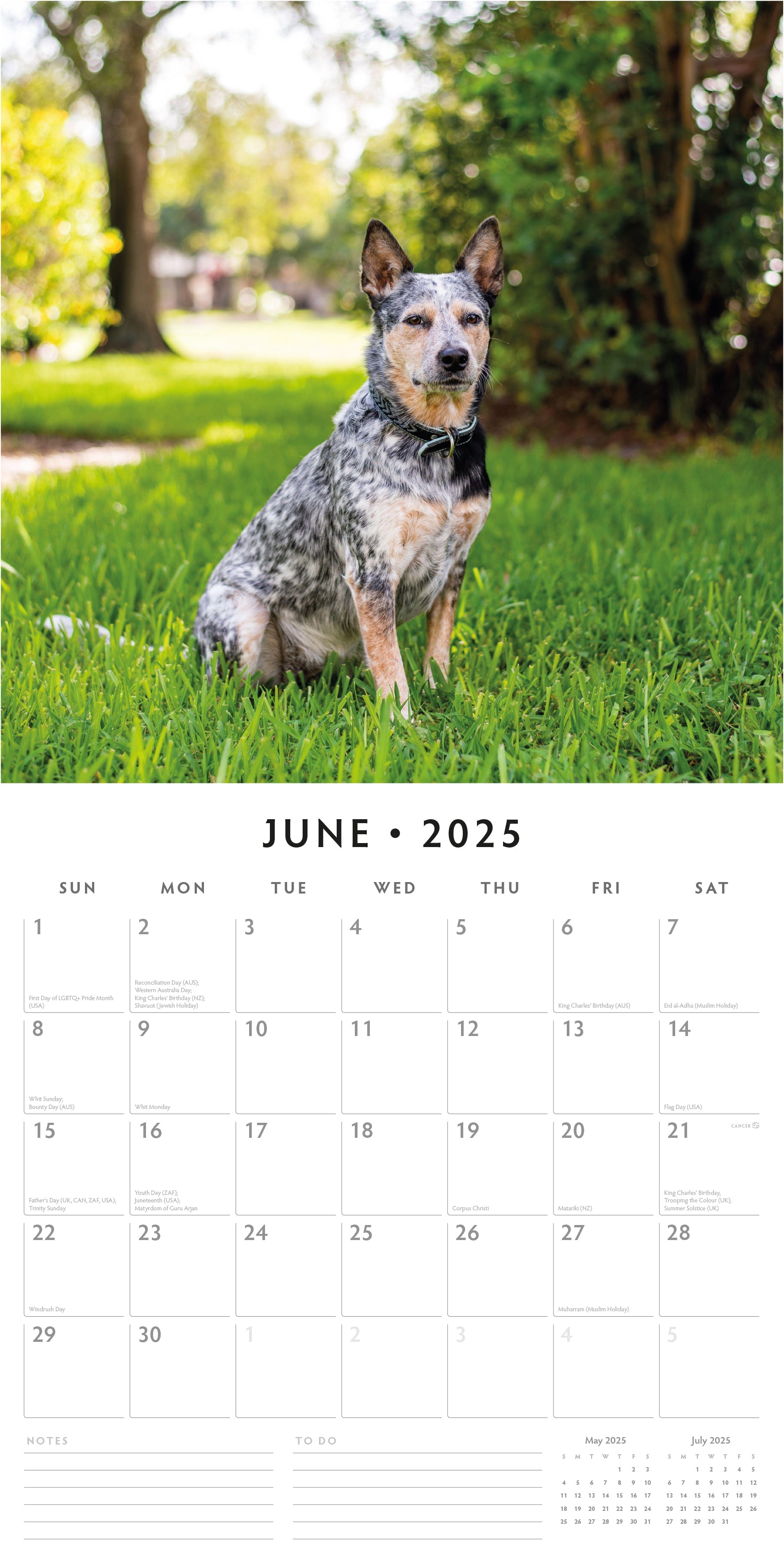 2025 Australian Cattle Dogs - Square Wall Calendar