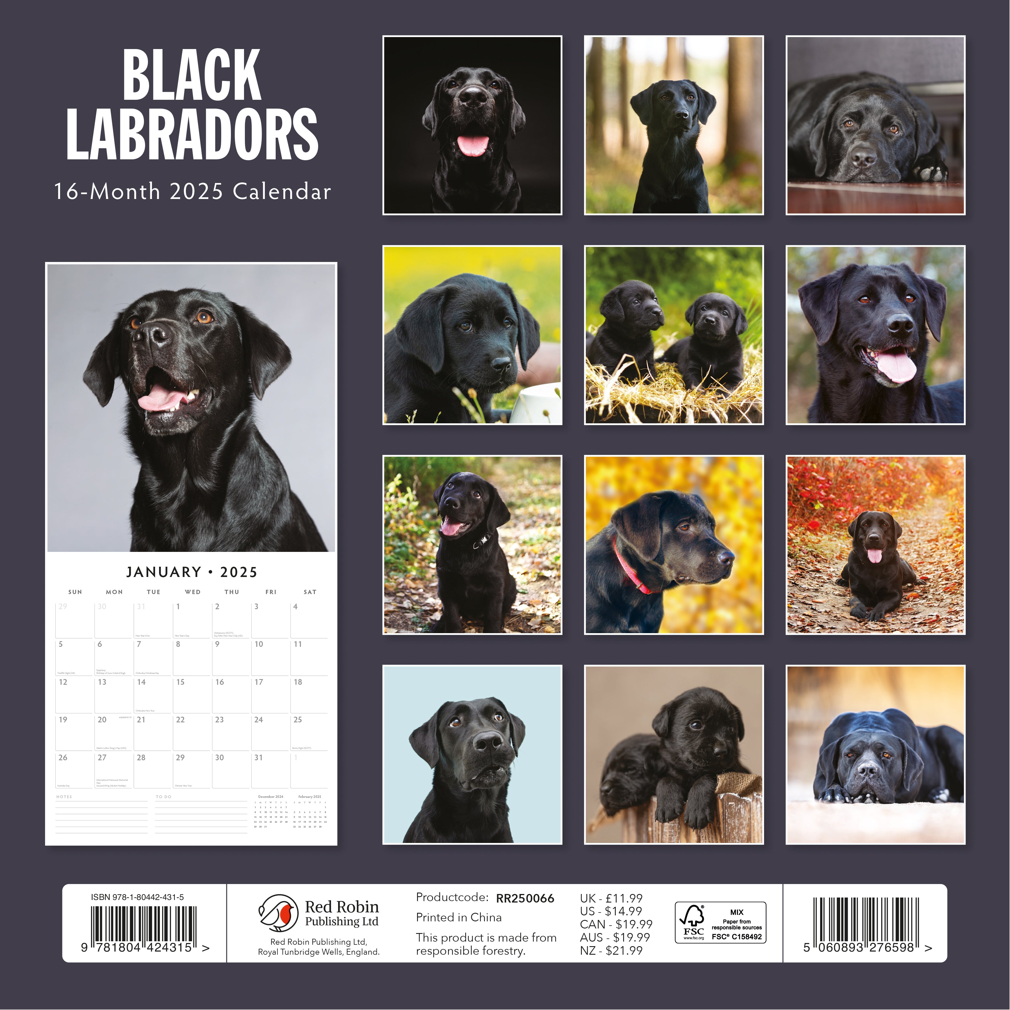 2025 Black Labradors - Square Wall Calendar