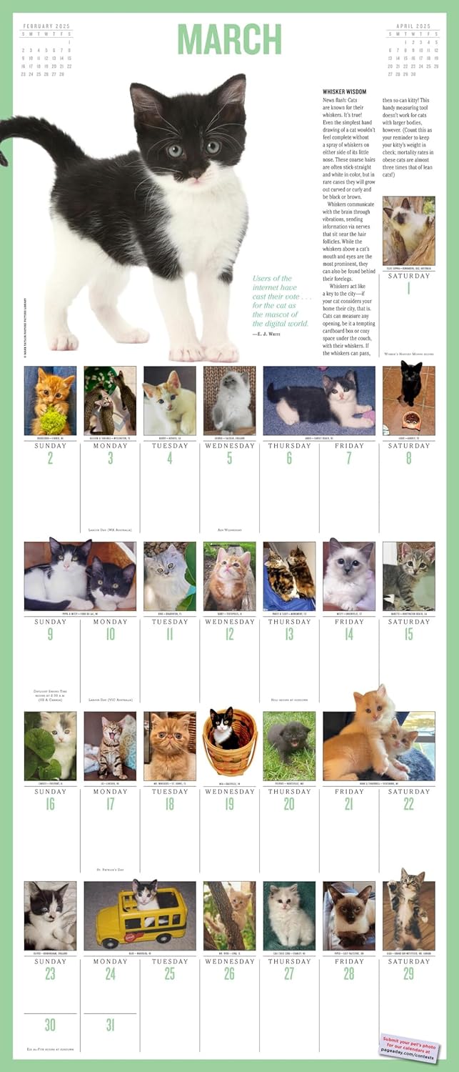 2025 365 Kittens-A-Year Picture-A-Day - Deluxe Wall Calendar
