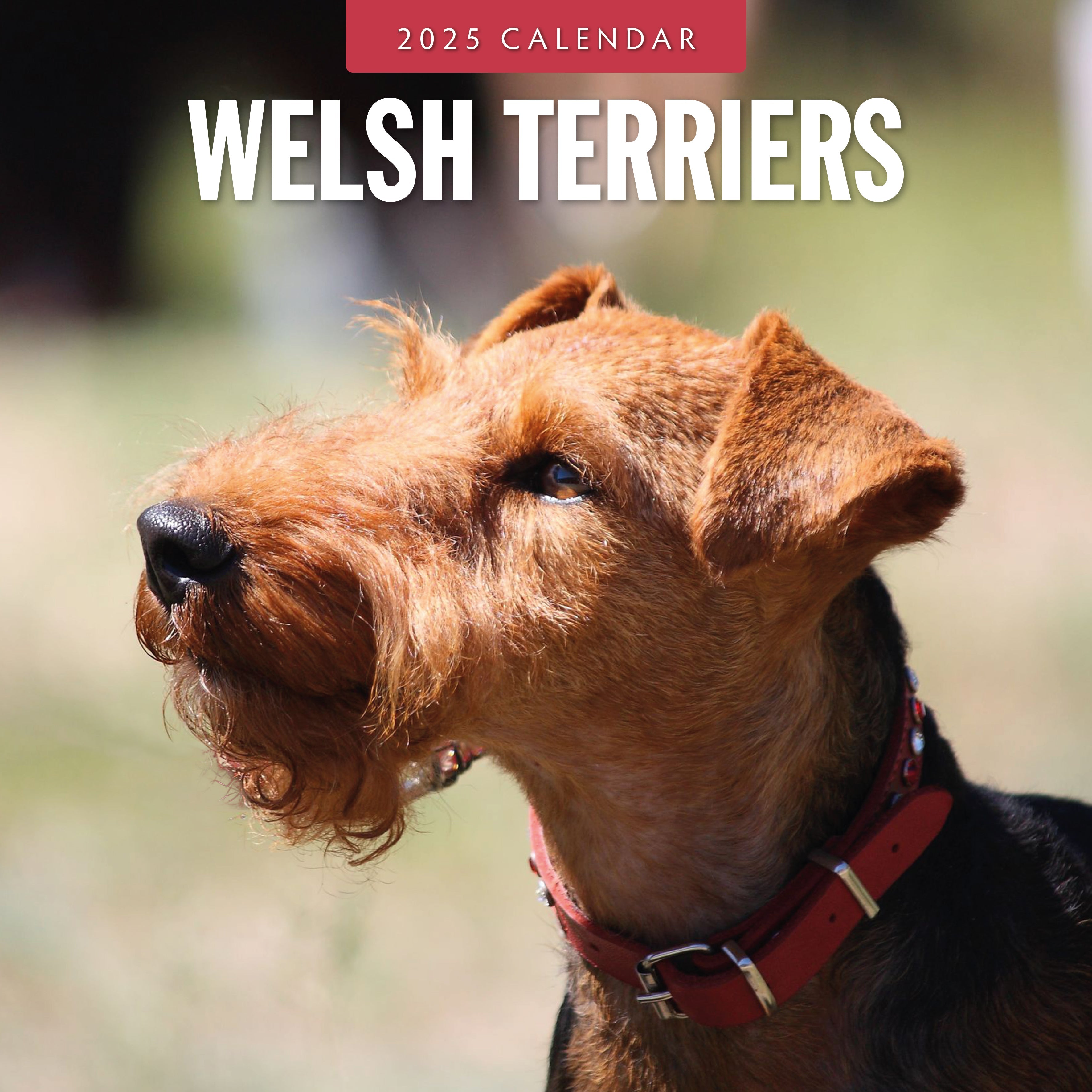 2025 Welsh Terriers - Square Wall Calendar