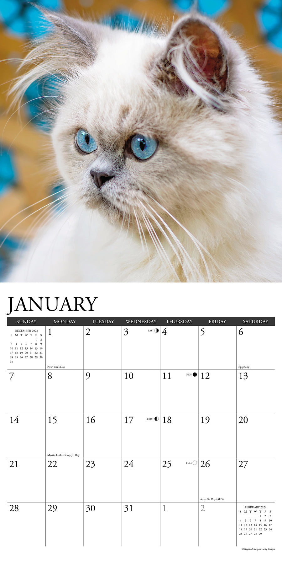 2024 Just Himalayan Cats - Square Wall Calendar