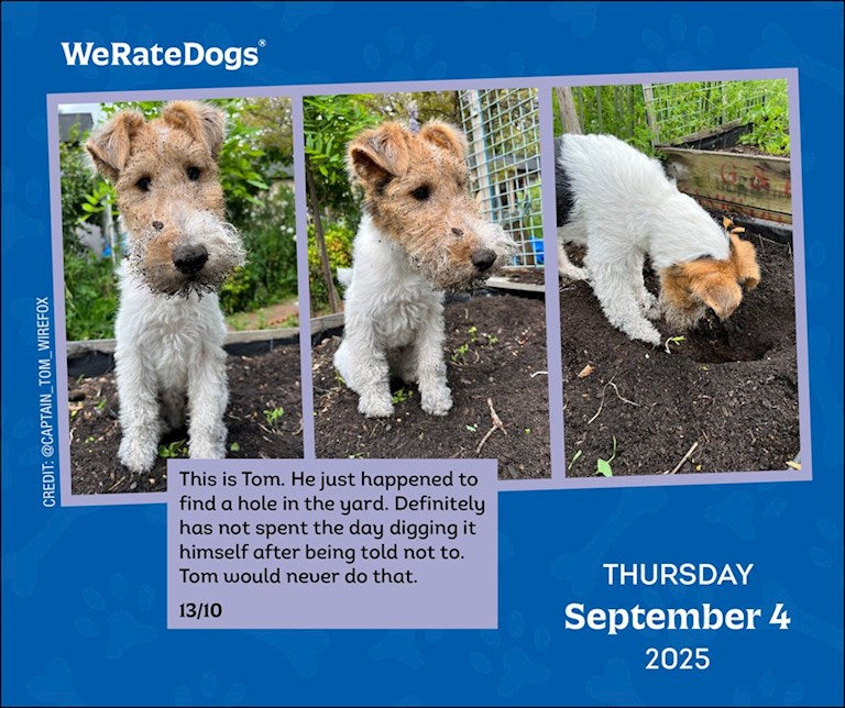 2025 WeRateDogs - Daily Boxed Page-A-Day Calendar