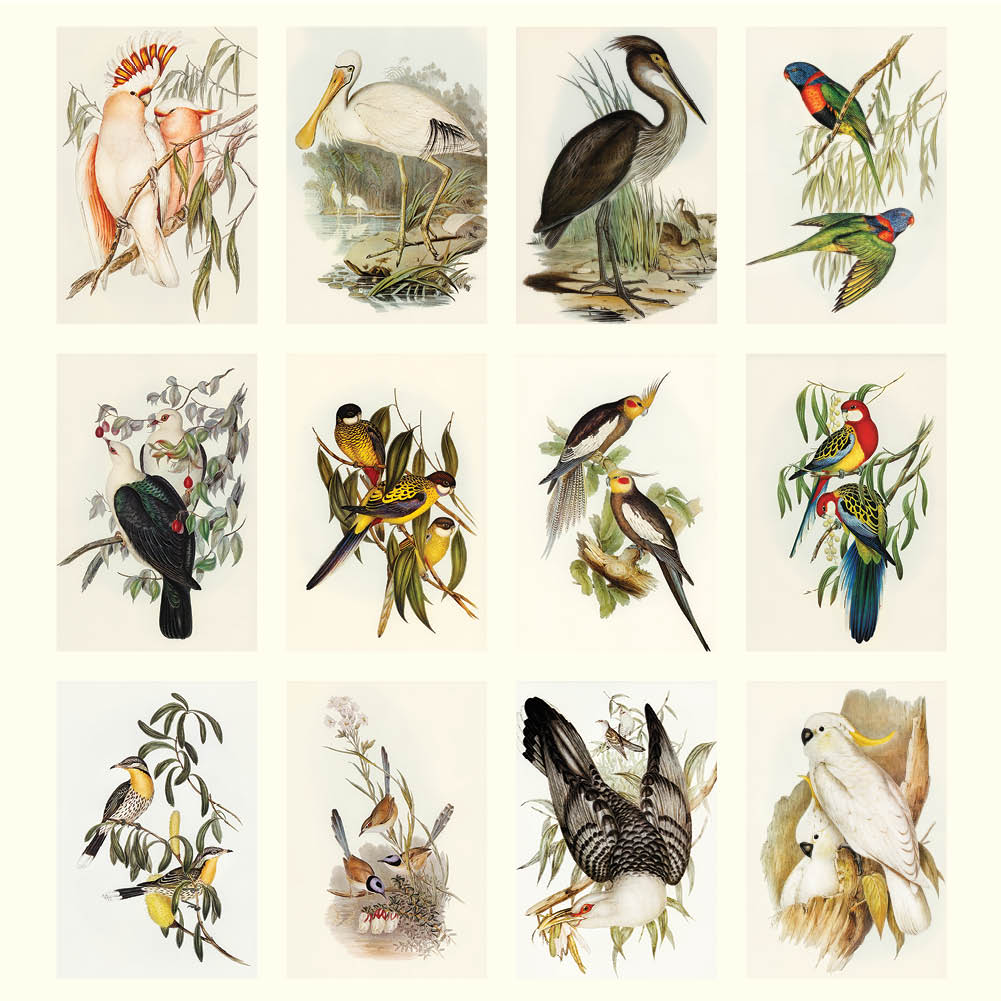 2025 Australian Birds John Gould - Deluxe Wall Calendar