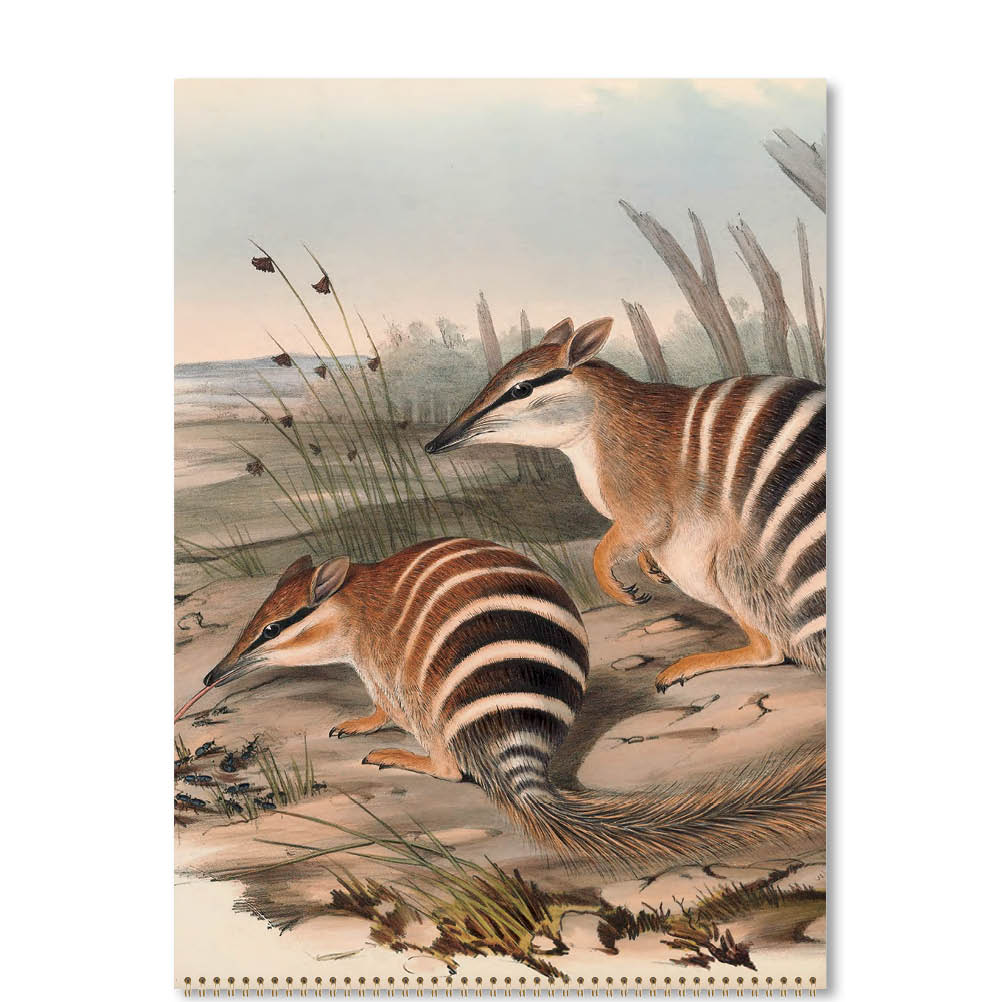 2025 Australian Animals John Gould - Deluxe Wall Calendar