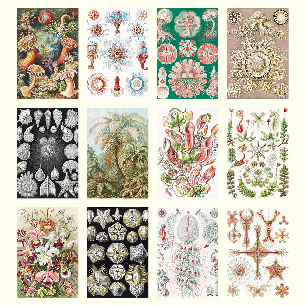 2025 Ernst Haeckel - Deluxe Wall Calendar