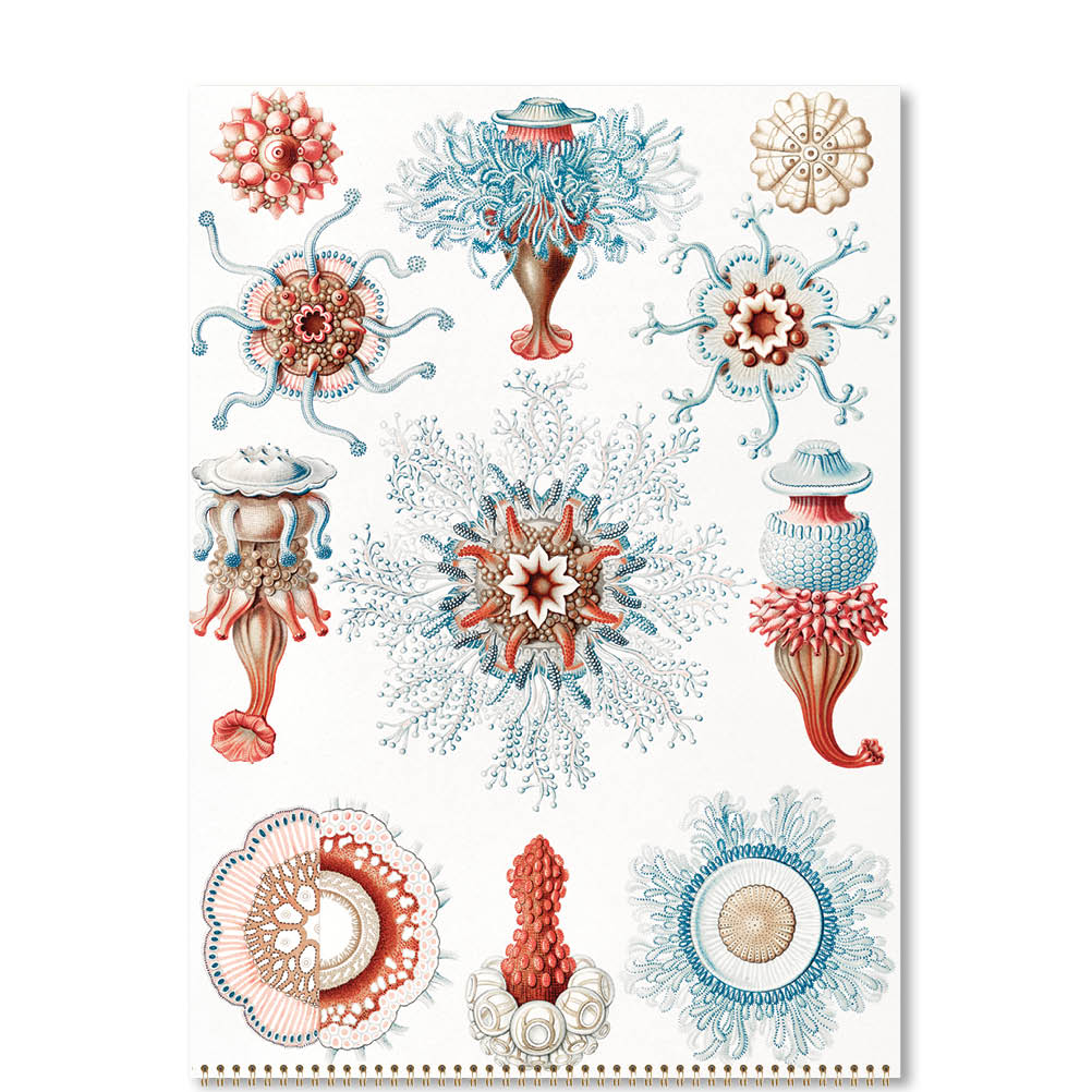 2025 Ernst Haeckel - Deluxe Wall Calendar