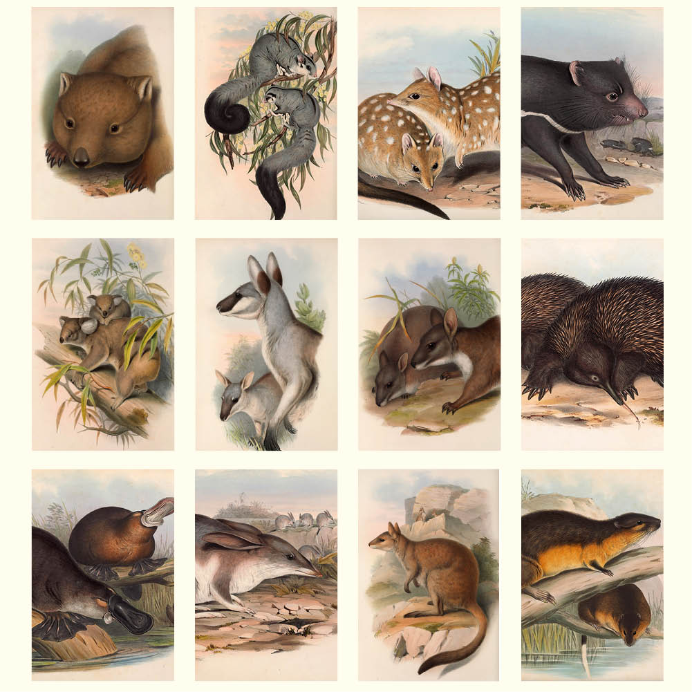 2026 Australian Mammals - John Gould - Deluxe Wall Calendar