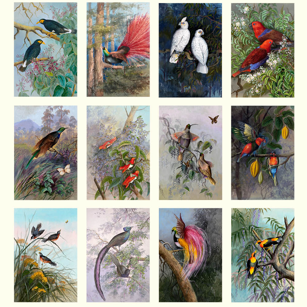2026 Ellis Rowan Birds - Australian Artist - Deluxe Wall Calendar
