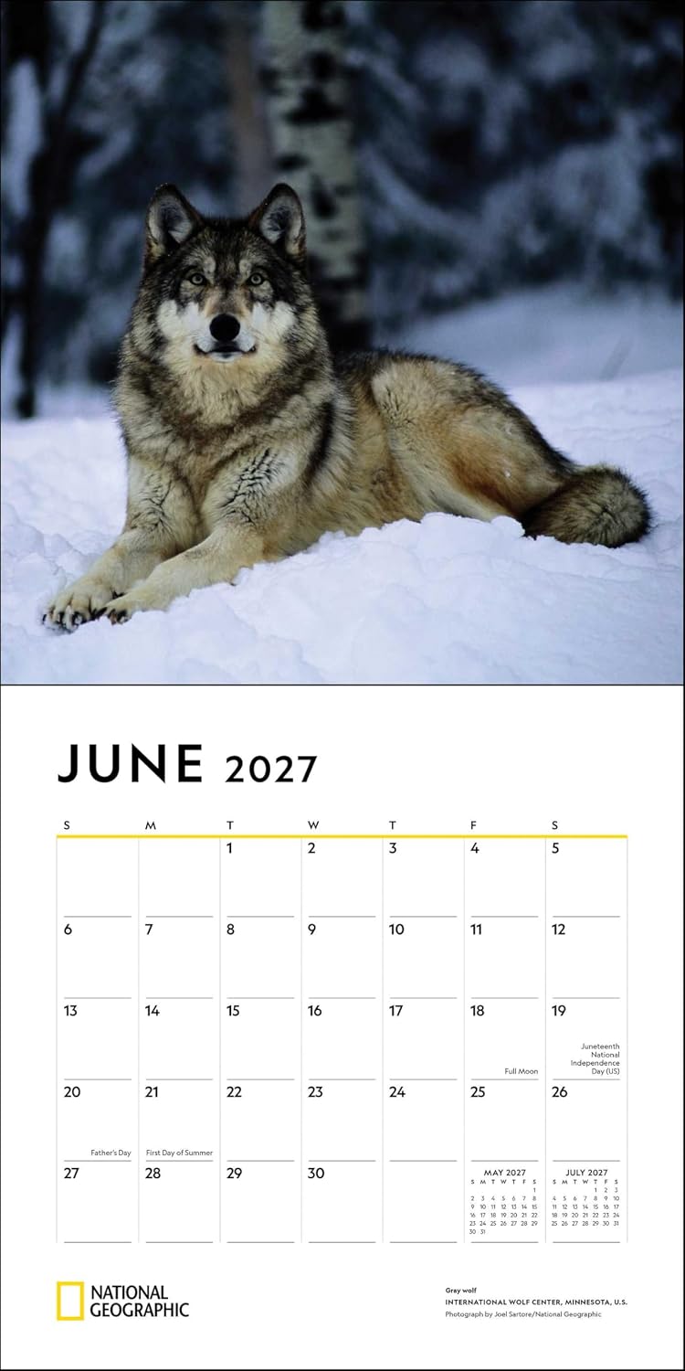 2027 Wolves: National Geographic - Square Wall Calendar