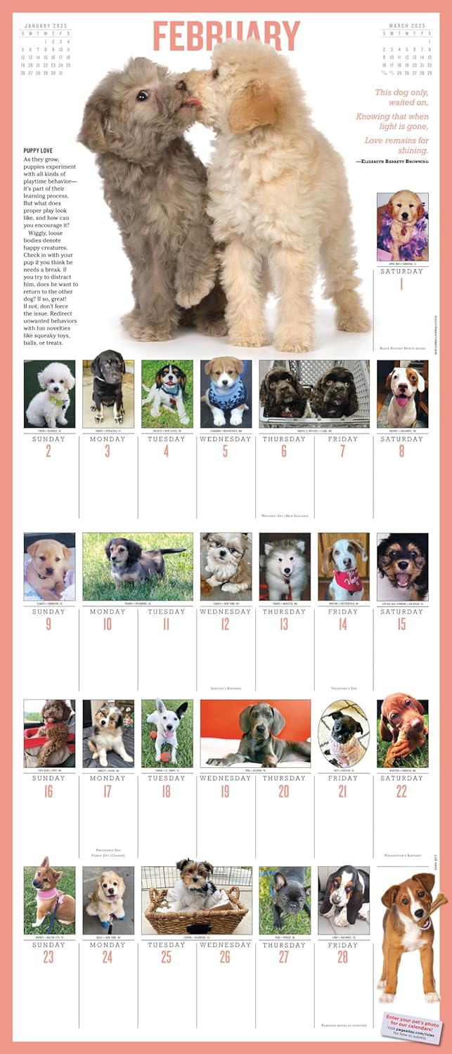 2025 365 Puppies-A-Year Picture-A-Day - Deluxe Wall Calendar