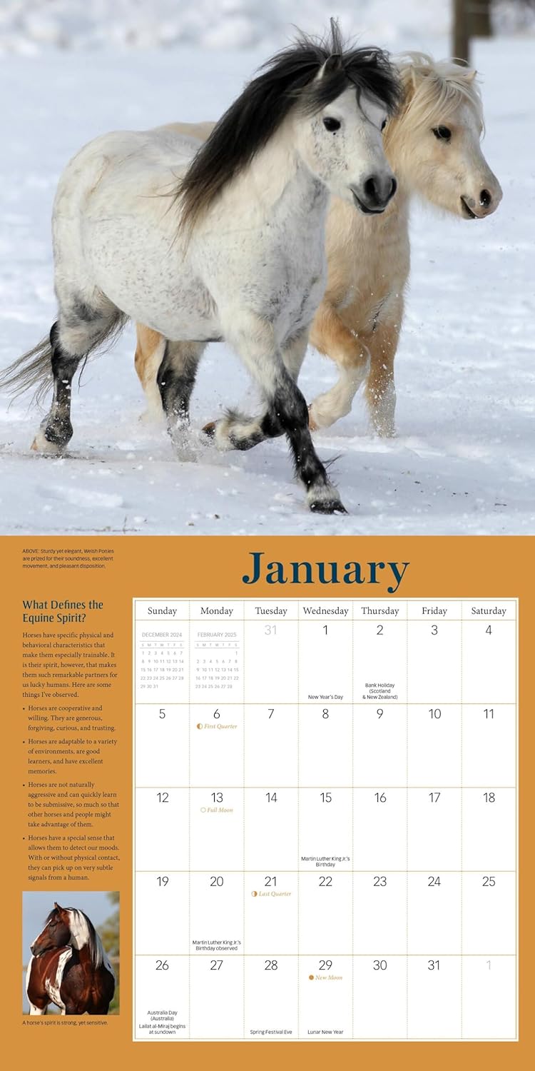 2025 How to Think Like a Horse - Square Wall Calendar