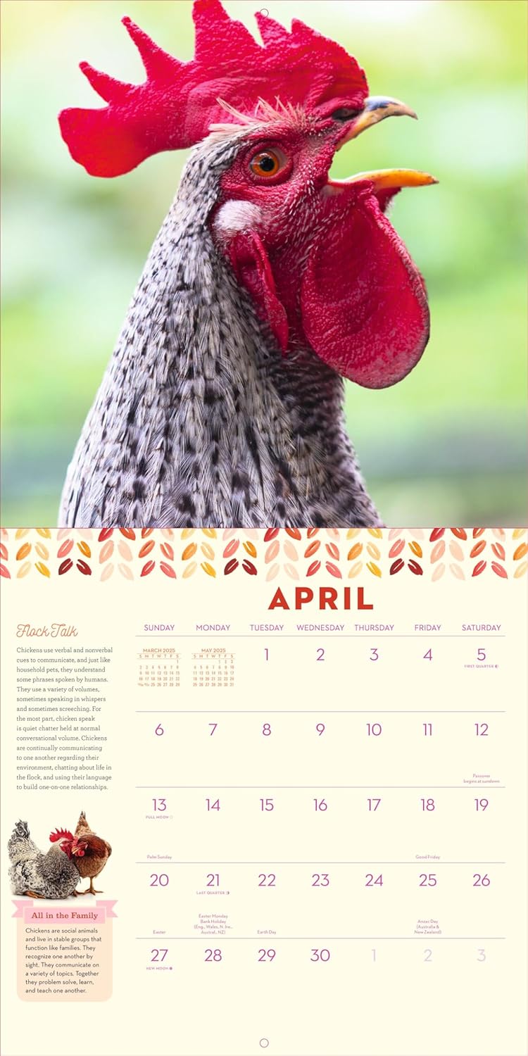 2025 How to Speak Chicken - Square Wall Calendar