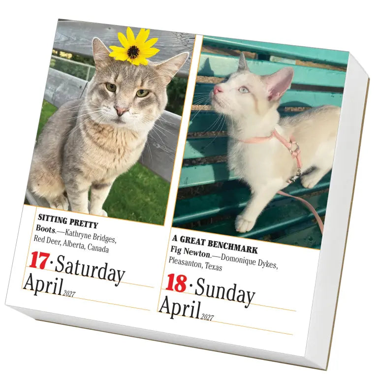 2027 365 Cats - Daily Boxed Page-A-Day Calendar