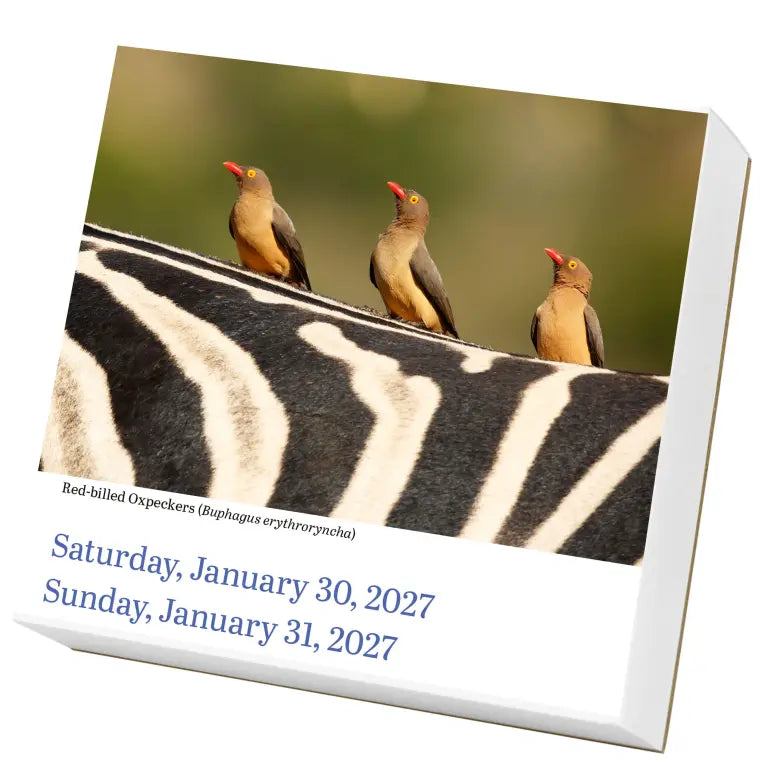 2027 Audubon Birds - Daily Boxed Page-A-Day Calendar