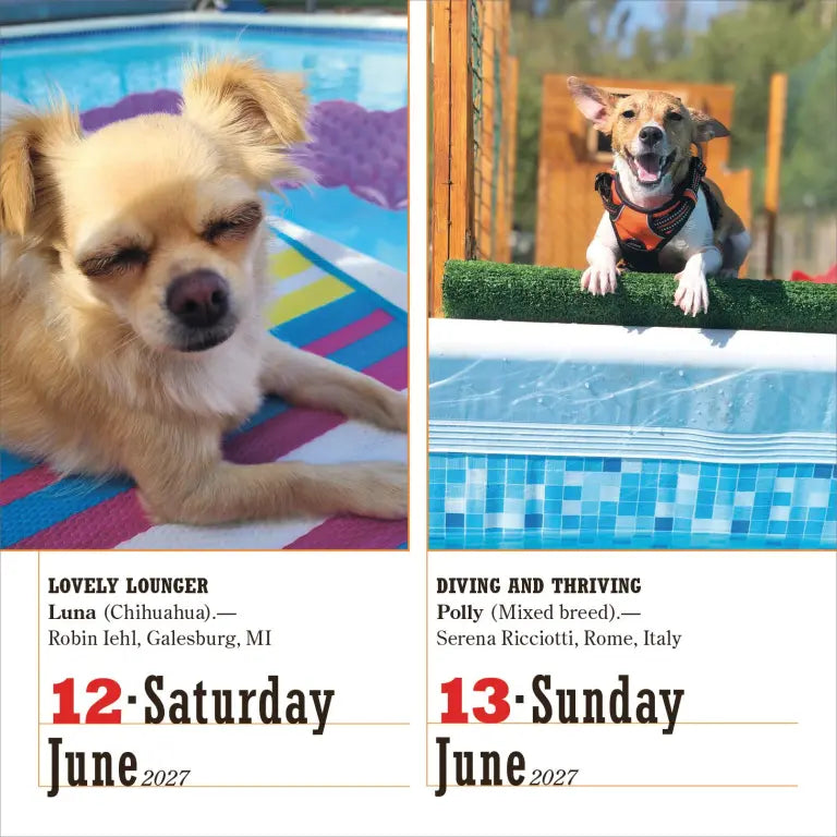 2027 365 Dogs - Daily Boxed Page-A-Day Calendar