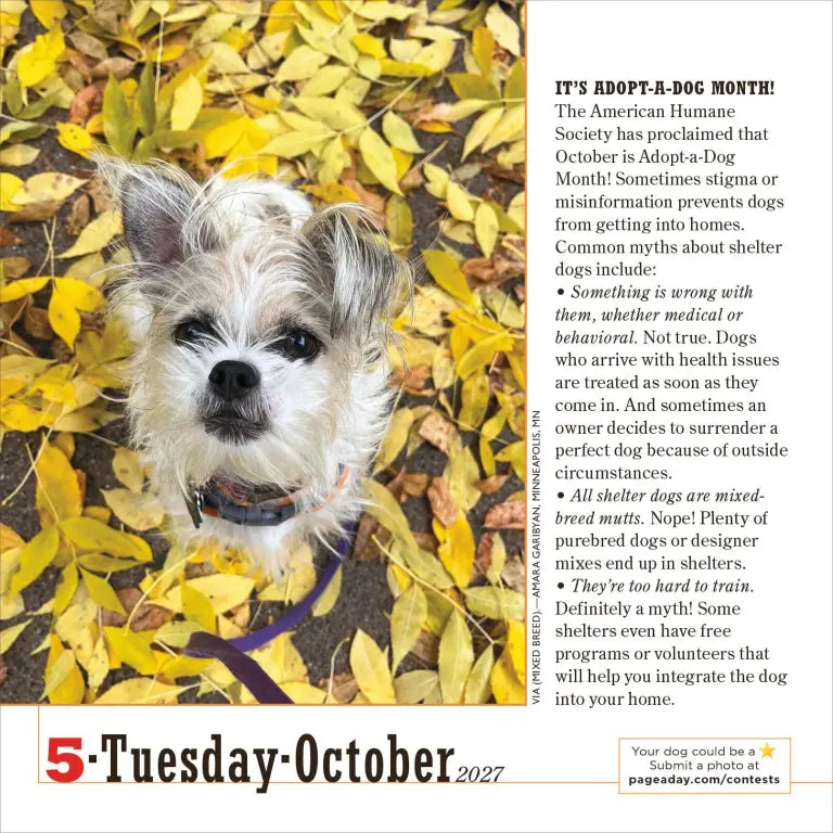 2027 365 Dogs - Daily Boxed Page-A-Day Calendar