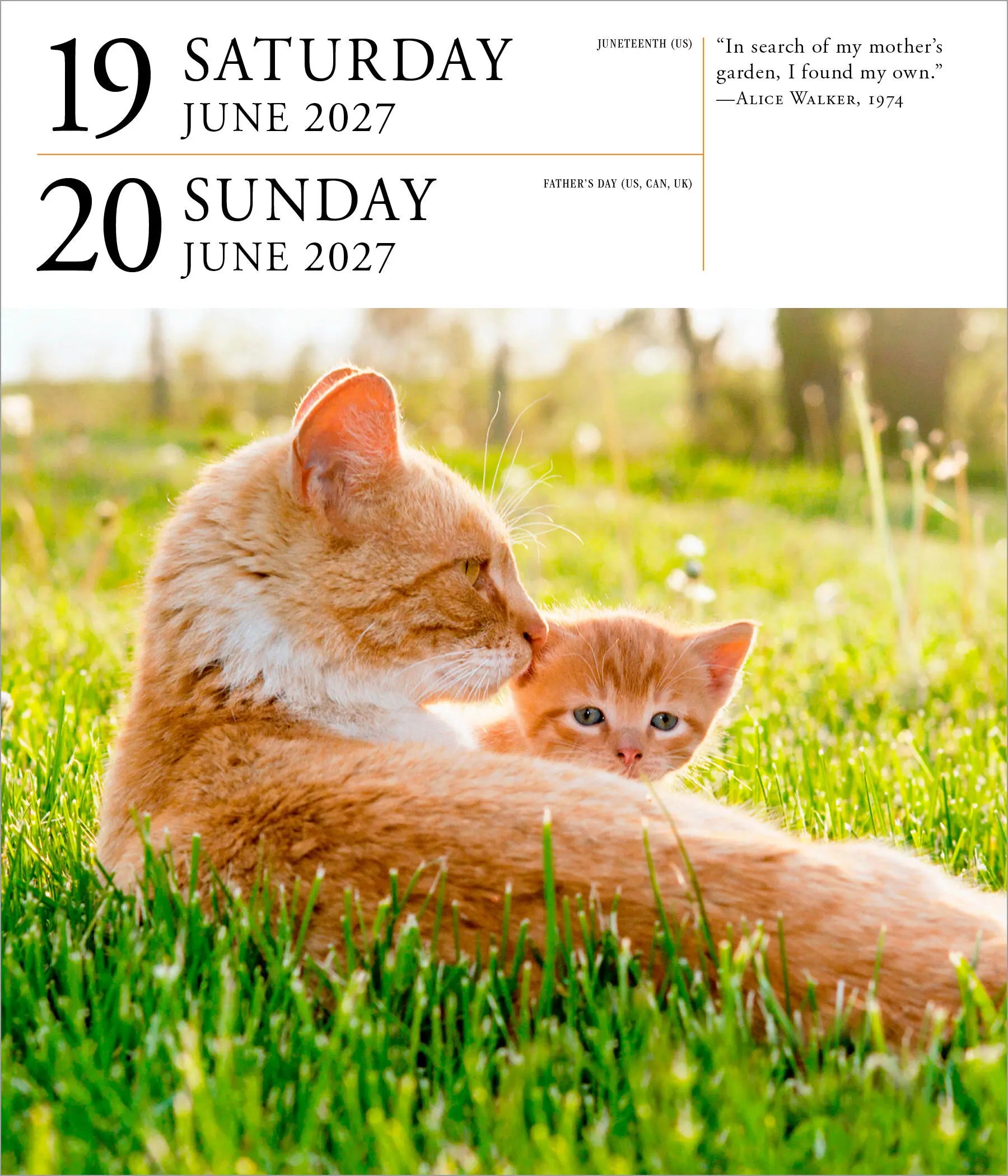 2027 Cat Gallery - Daily Boxed Page-A-Day Calendar