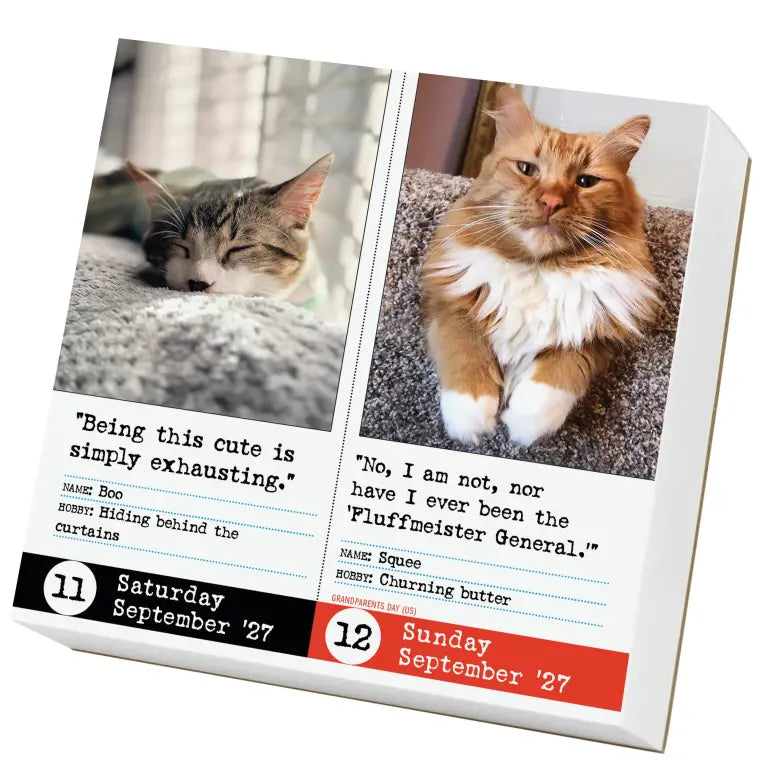 2027 Bad Cat - Daily Boxed Page-A-Day Calendar