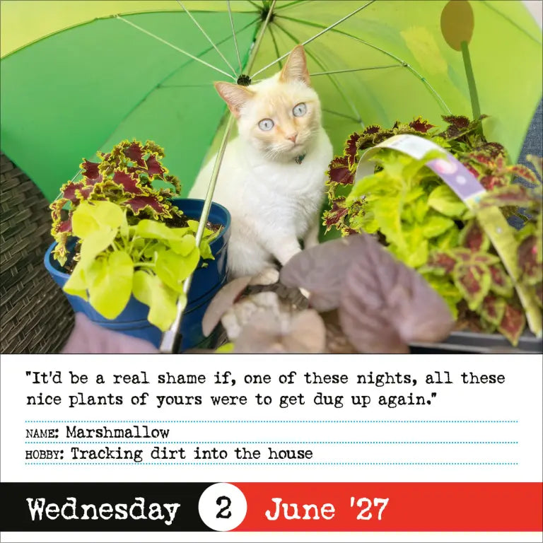 2027 Bad Cat - Daily Boxed Page-A-Day Calendar
