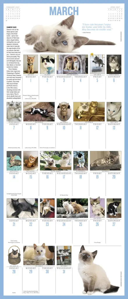 2027 365 Kittens-A-Year Picture-A-Day - Deluxe Wall Calendar