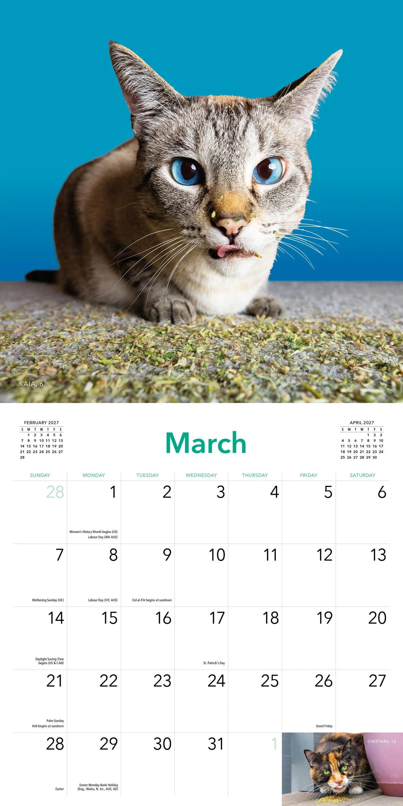 2027 Cats on Catnip - Square Wall Calendar