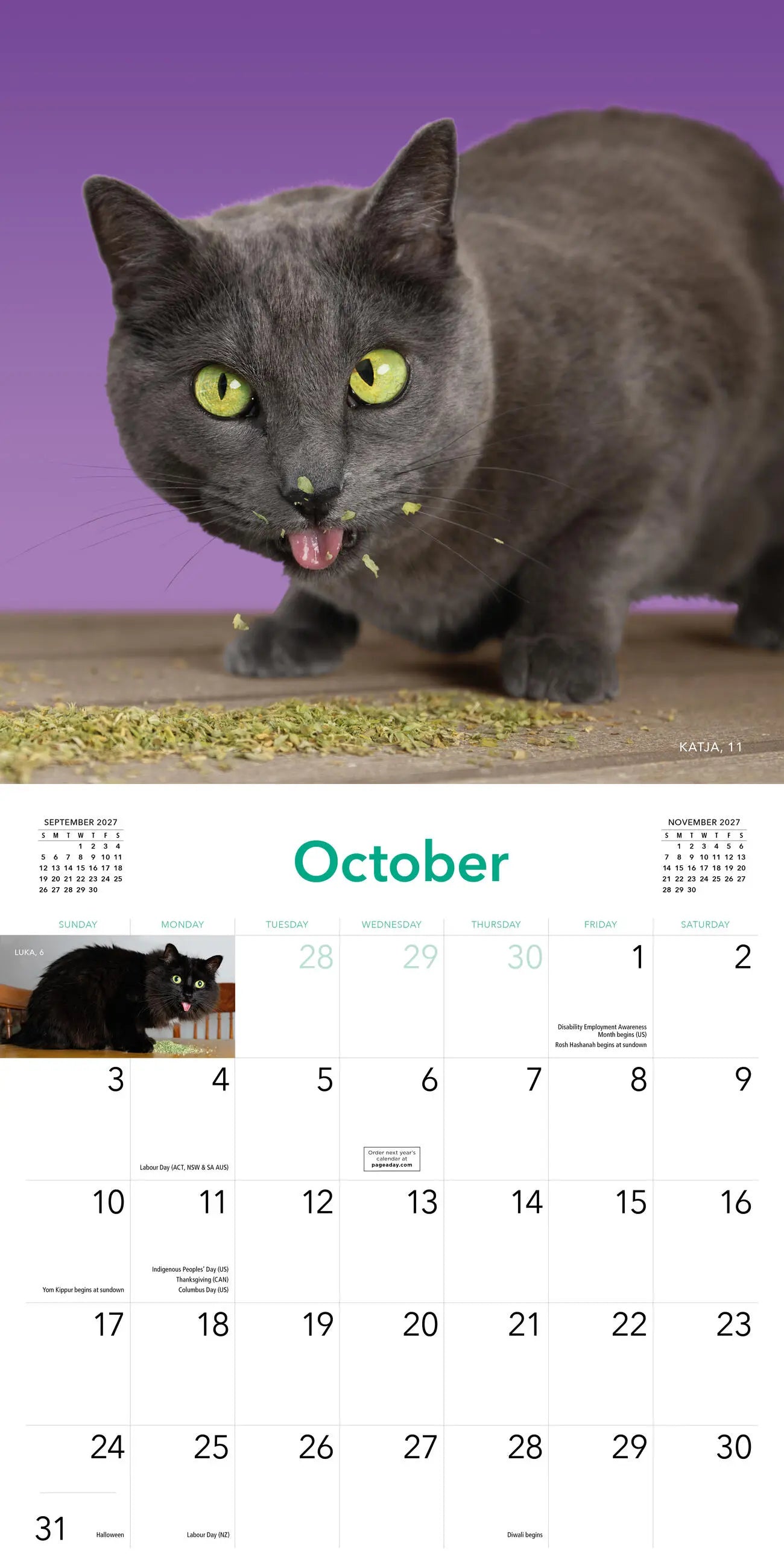 2027 Cats on Catnip - Square Wall Calendar