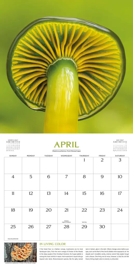 2027 Wondrous World of Mushrooms - Square Wall Calendar