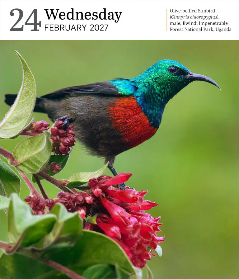 2027 Audubon Nature Gallery - Daily Boxed Page-A-Day Calendar