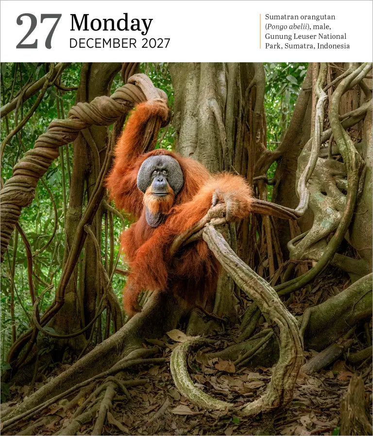 2027 Audubon Nature Gallery - Daily Boxed Page-A-Day Calendar