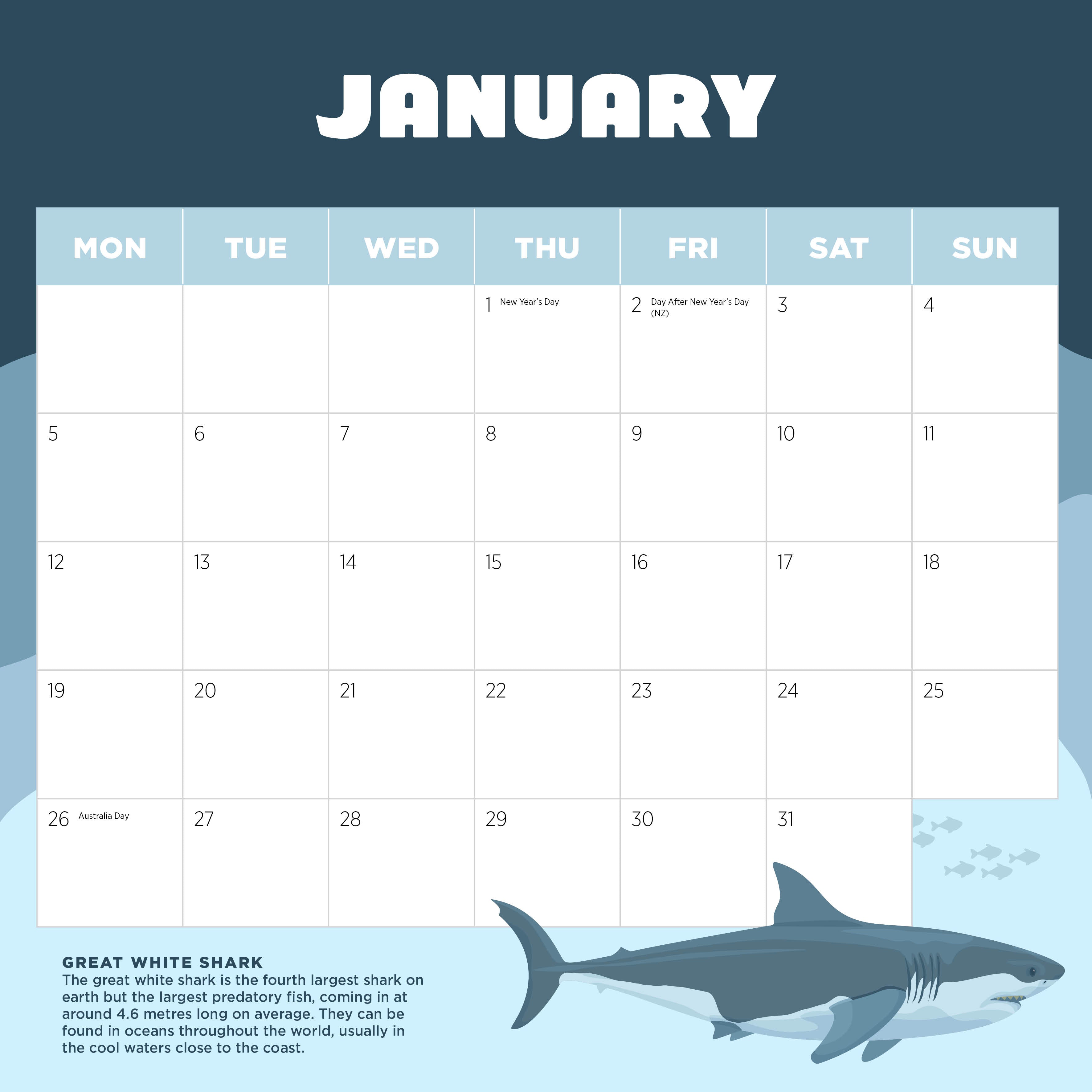 2026 Sharks - Square Wall Calendar