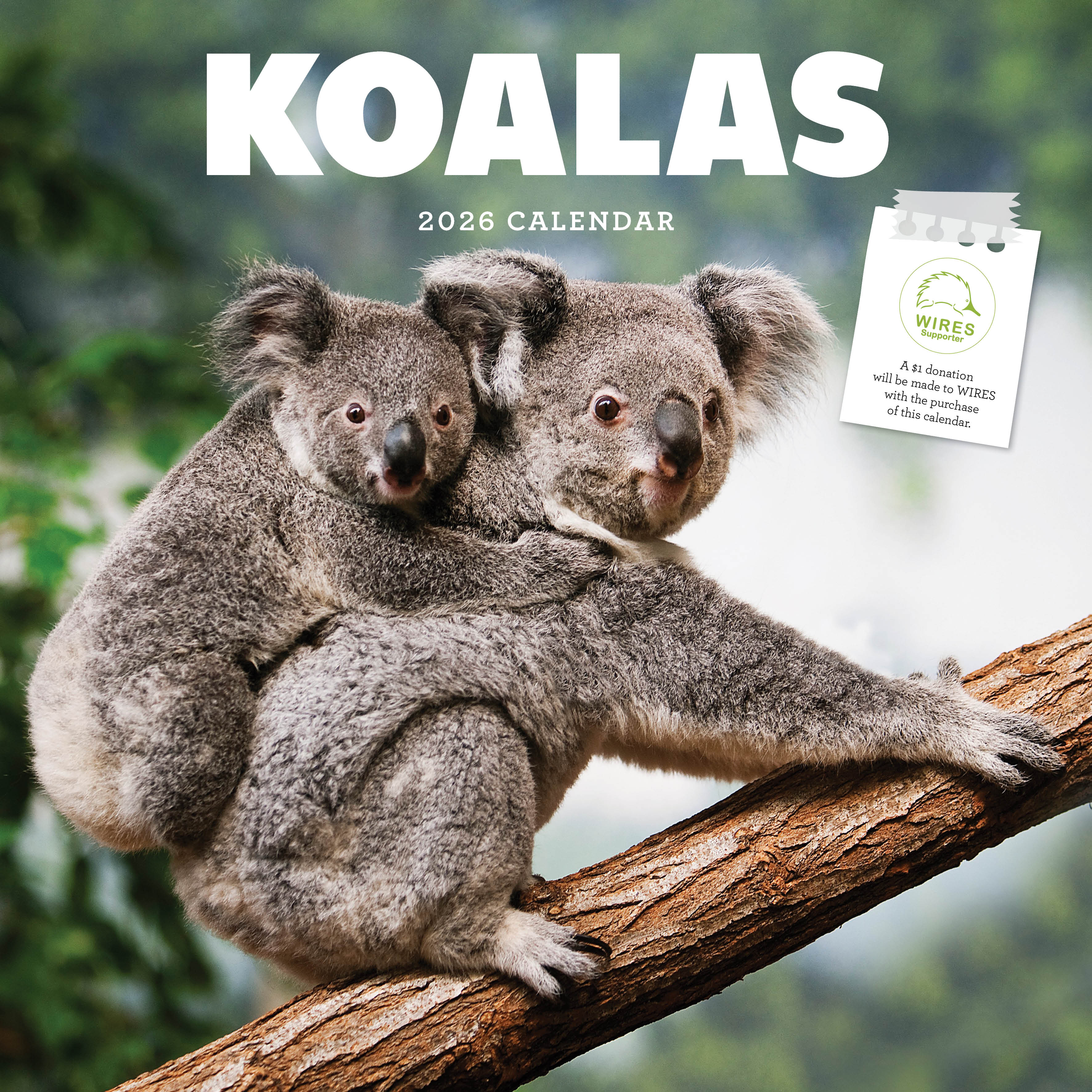 2026 Koalas - Square Wall Calendar